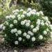 pimelea snowball