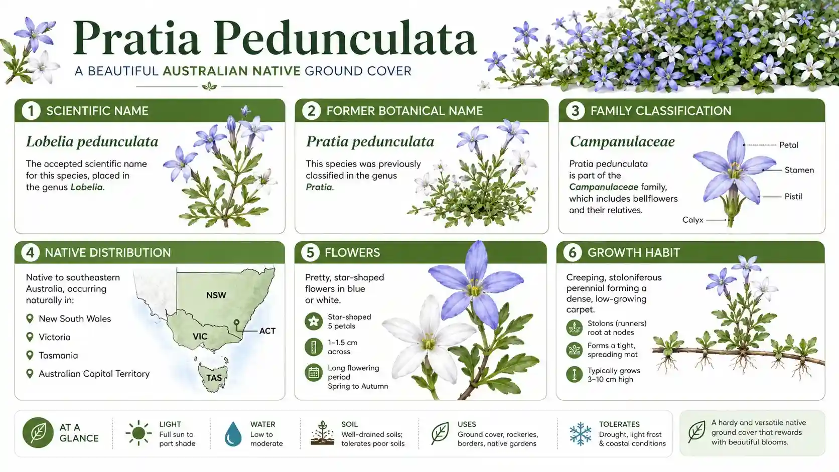 pratia pedunculata