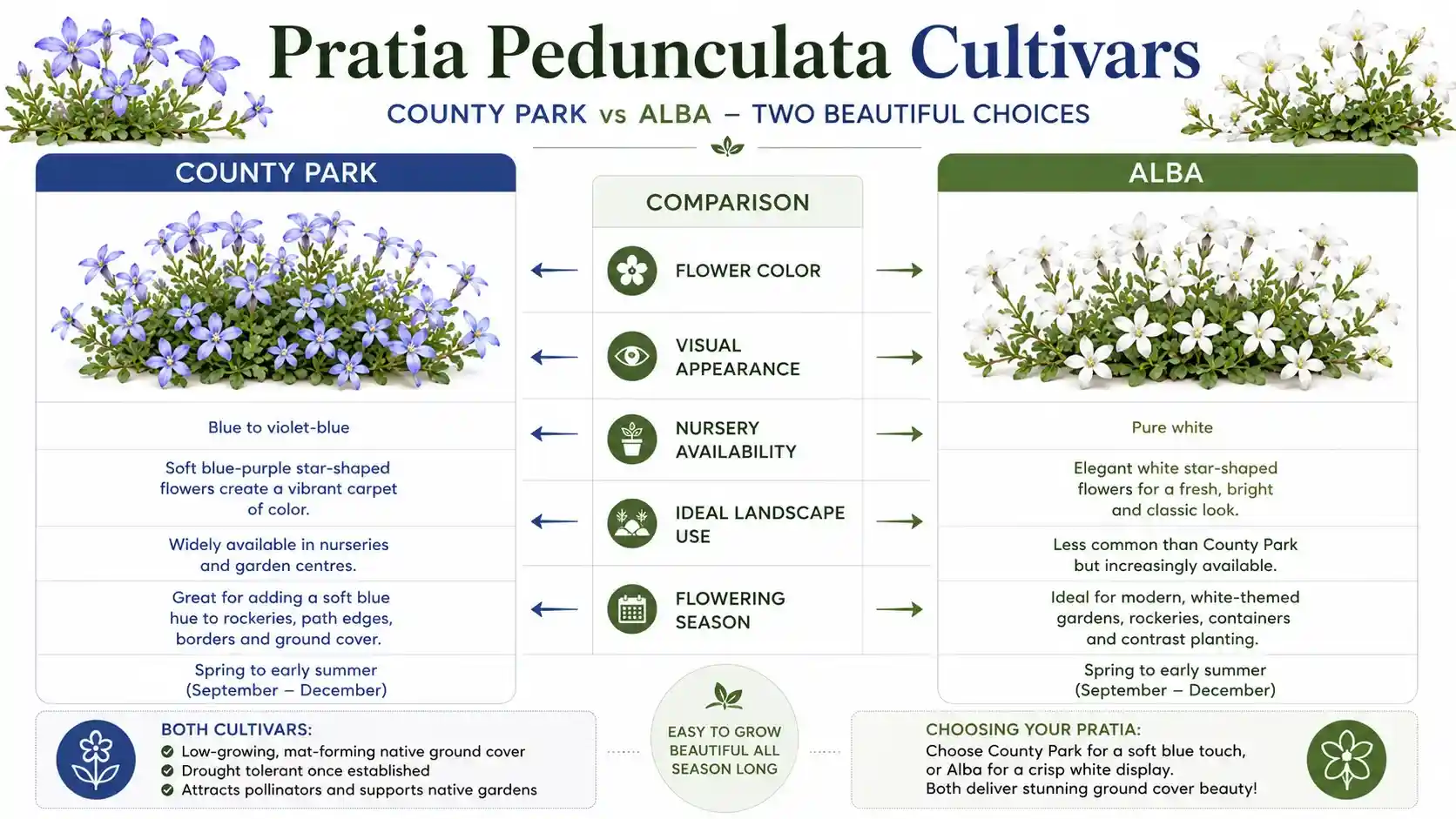 pratia pedunculata