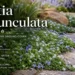 pratia pedunculata