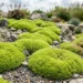 scleranthus biflorus problems