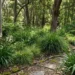 shade loving grasses