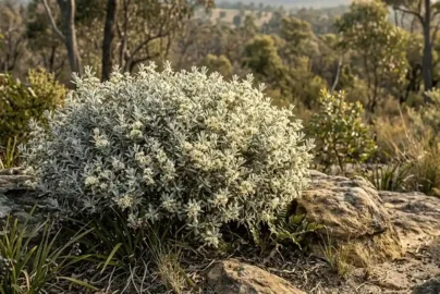 spyridium parvifolium