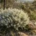 spyridium parvifolium