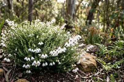 tetratheca thymifolia white