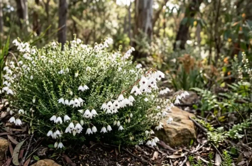 tetratheca thymifolia white