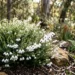 tetratheca thymifolia white