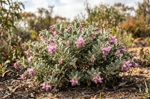 thomasia solanacea