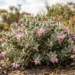 thomasia solanacea