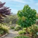 tree with heart shaped leaves australia