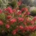 winter delight grevillea