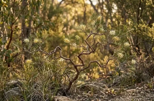 zig zag grevillea