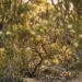 zig zag grevillea