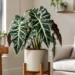 african mask plant care