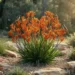 anigozanthos orange cross