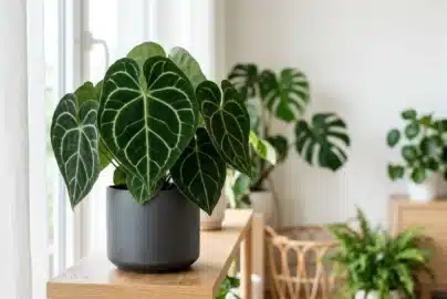 anthurium clarinervium care