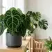 anthurium clarinervium care