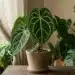 anthurium crystallinum care