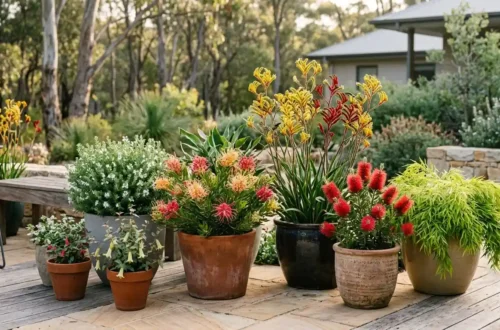 australian native plants in pots