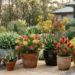 australian native plants in pots