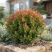 austromyrtus copper tops