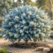 baby blue eucalyptus flowers