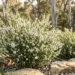 baeckea imbricata