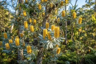 banksia plagiocarpa