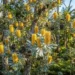 banksia plagiocarpa