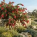callistemon brogo overflow