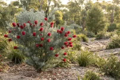 calothamnus quadrifidus grey