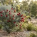 calothamnus quadrifidus grey