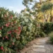 correa hedge