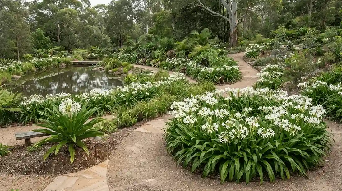 crinum lily australia
