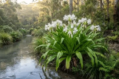 crinum lily australia