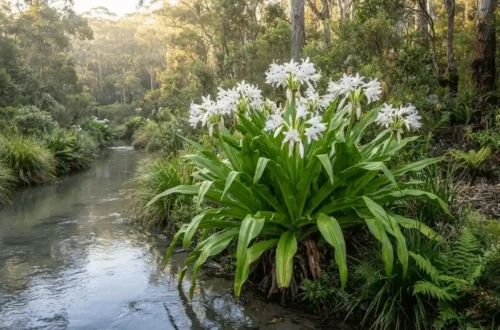 crinum lily australia