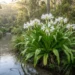 crinum lily australia