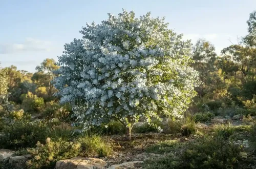 eucalyptus pulverulenta