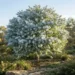 eucalyptus pulverulenta