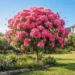 fairy floss tree
