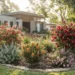 feature shrubs