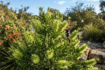 green bottle brush