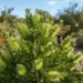 green bottle brush