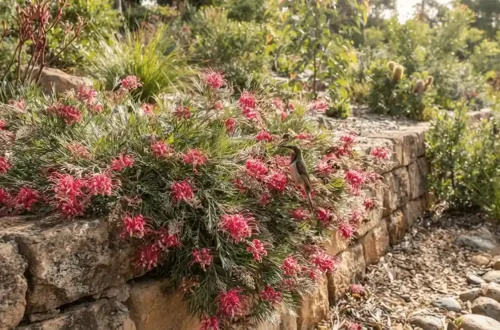 grevillea billy bonkers