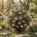 grevillea buxifolia