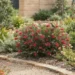 grevillea lady o