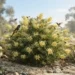 grevillea mellow yellow