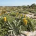 groundcover banksia