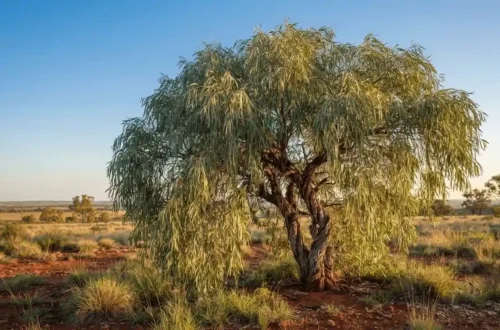 gumbi gumbi tree