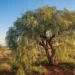 gumbi gumbi tree